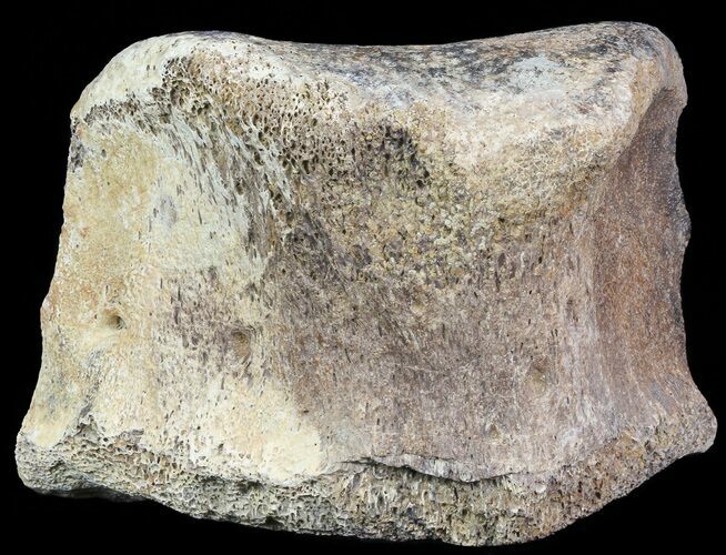 Hadrosaur Toe Bone - Alberta (Disposition #-) #71663